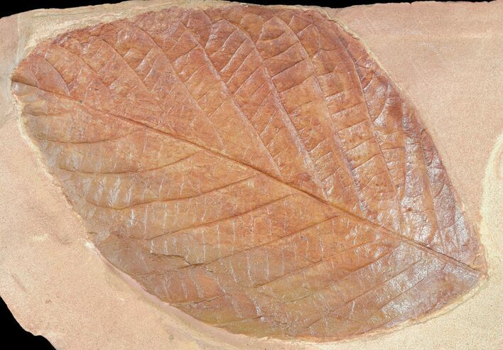 Red Fossil Leaf (Aesculus) - Montana #53283